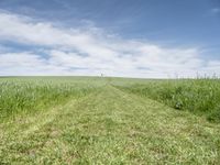 Germany's Lush Green Landscape: A View of Agriculture