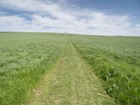 Germany's Lush Green Landscape: A View of Agriculture