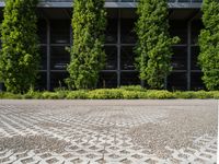 the sidewalk is lined with shrubs outside of the building by plants and cobblestone