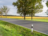 a roadway is covered in grass and trees next to fields of yellow flowers and some green trees