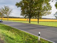 a roadway is covered in grass and trees next to fields of yellow flowers and some green trees