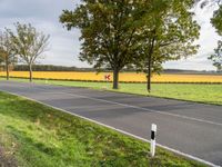 a roadway is covered in grass and trees next to fields of yellow flowers and some green trees