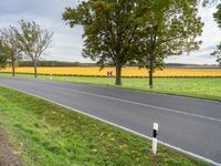 a roadway is covered in grass and trees next to fields of yellow flowers and some green trees