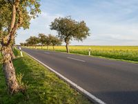 Nature in Germany: Tree and Agriculture