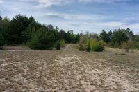 an empty dirt area with some trees and bushes next to it by itself thats dry