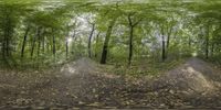 an image of the woods in 3d vision with a lens pointed at it and trees in the background