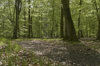 Germany Off-Road Trail Through Northern Hardwood Forest