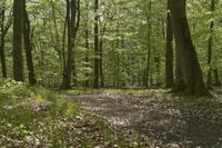 Germany Off-Road Trail through Northern Hardwood Forest 002