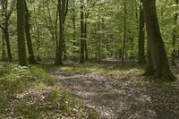 Germany Off-Road Trail Through Northern Hardwood Forest