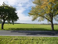 two trees are next to a road near green grass on a sunny day, with a blue sky