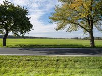 two trees are next to a road near green grass on a sunny day, with a blue sky