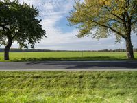 two trees are next to a road near green grass on a sunny day, with a blue sky