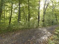 Rugged Dirt Road Through the Forest in Germany