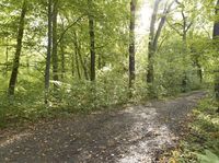 Rugged Dirt Road Through the Forest in Germany