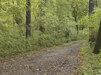 Rugged Dirt Road Through the Forest in Germany