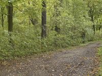 Rugged Dirt Road Through the Forest in Germany