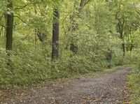 Rugged Dirt Road Through the Forest in Germany