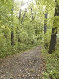 Rugged Dirt Road Through the Forest in Germany