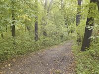 Rugged Dirt Road Through the Forest in Germany