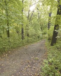 Rugged Dirt Road Through the Forest in Germany