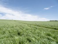 grass fields with wind turbines and a lone track in the distance under a clear blue sky