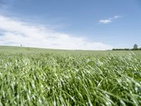 grass fields with wind turbines and a lone track in the distance under a clear blue sky