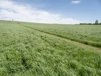 grass fields with wind turbines and a lone track in the distance under a clear blue sky