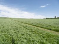 grass fields with wind turbines and a lone track in the distance under a clear blue sky