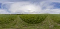 a view of a field of grass and tall grass with one curved in it's center