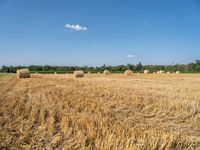 many round hay bales are laying in the field, waiting to be harvested into the hay