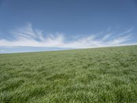 a field of grass on a sunny day in a blue sky with clouds around it