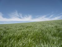 a field of grass on a sunny day in a blue sky with clouds around it