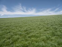 a field of grass on a sunny day in a blue sky with clouds around it