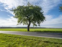 a single tree standing along the side of a road near grassy fields and windmills