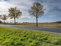 this road has two trees along side of the road and a field with green grass