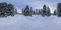 a bunch of trees that are in the snow together as a road and some snow on top of it