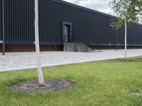 a tree with three small green trunks in front of an industrial building with black walls and grey stairs