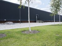 a tree with three small green trunks in front of an industrial building with black walls and grey stairs