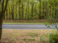 a winding road in front of trees and a green field with fallen leaves and an orange fire hydrant