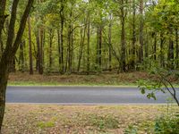 a winding road in front of trees and a green field with fallen leaves and an orange fire hydrant