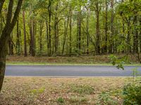 a winding road in front of trees and a green field with fallen leaves and an orange fire hydrant