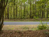 a winding road in front of trees and a green field with fallen leaves and an orange fire hydrant