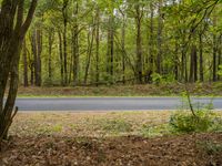 a winding road in front of trees and a green field with fallen leaves and an orange fire hydrant