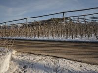 trees in a field covered with snow next to the road during winter time, including barbed wire