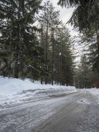Winter Landscape in Germany: Snow-Covered Forest
