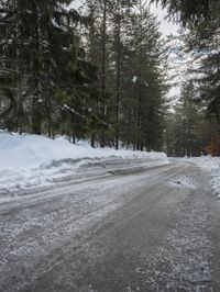 Winter Landscape in Germany: Snow-Covered Forest
