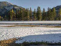 two cows standing next to each other in the snow on a field with pine trees