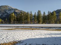 two cows standing next to each other in the snow on a field with pine trees