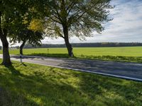 two trees in a green field next to the road and grass fields along side them