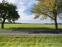 two trees sitting next to each other in the middle of an empty road between two green grass